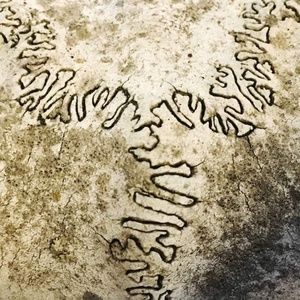 Meet your Posher, Shelby